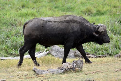 buffalo amboseli africa