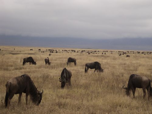 buffalo gnu safari