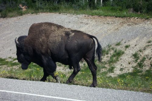 buffalo bison canada