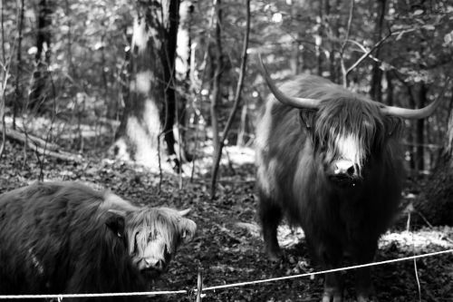 buffalo black white recording animal photos