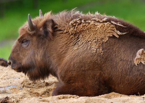 buffalo animals fauna