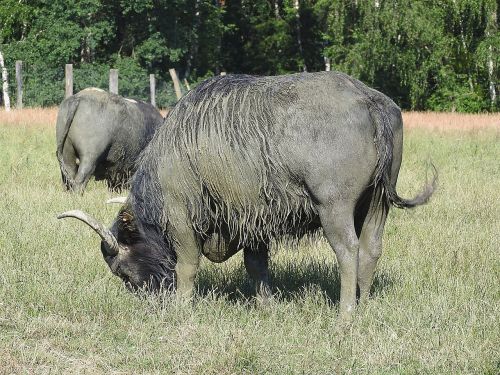buffalo water buffalo african buffalo