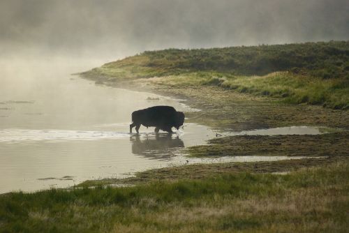 buffalo bison fog
