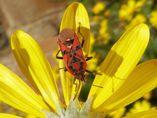 bug insect red