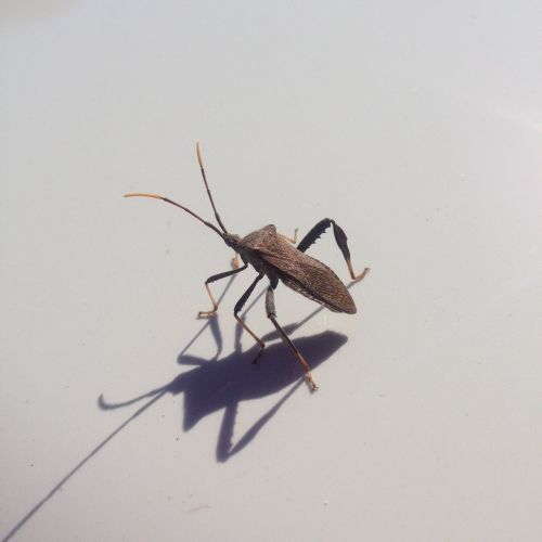 bug beetle alien
