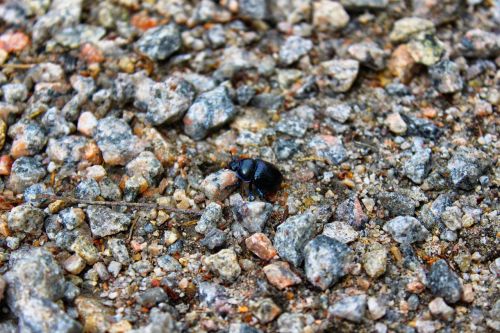 bug black bug gravel