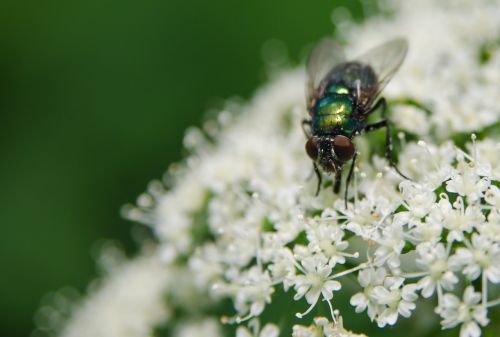 bug plants insect