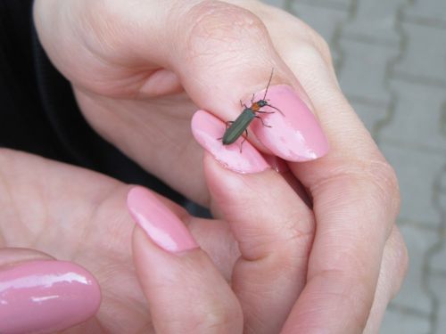 bug hand nails