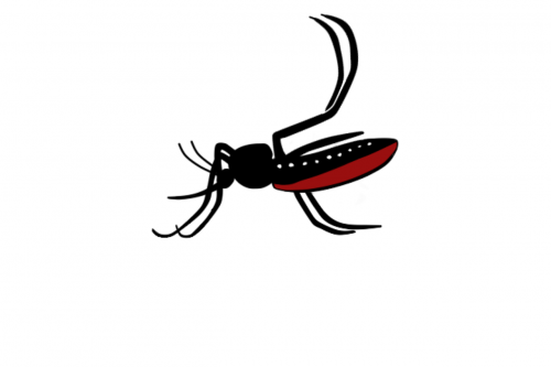 aedes aegypti disease zika