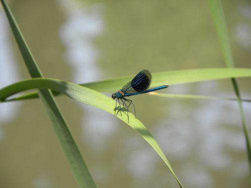 macro dragonfly summer