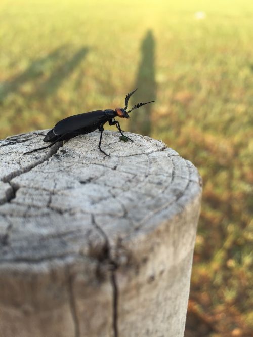 bug prairie chenguang