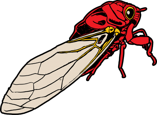 bug cicada insect
