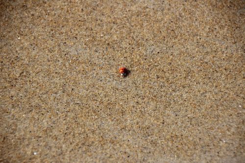 lady bug beach bug