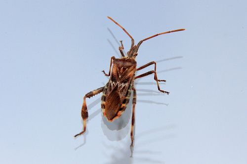 bug insect animal