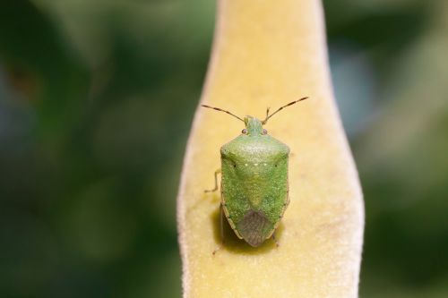bug leaf bug green