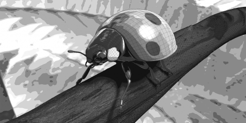 bug beetle ladybug