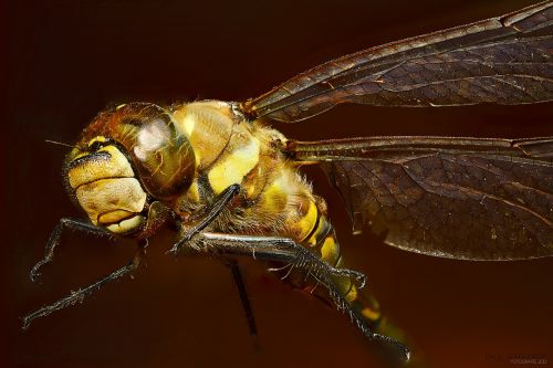 bug dragonfly macro