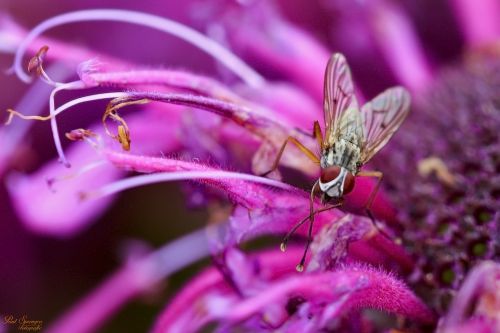 bug fly macro