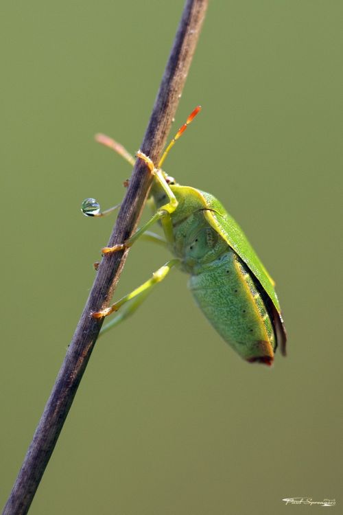 bug macro close up