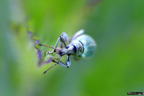 bug polydrosus sericeus macro