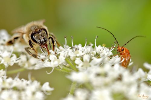 bug bee macro