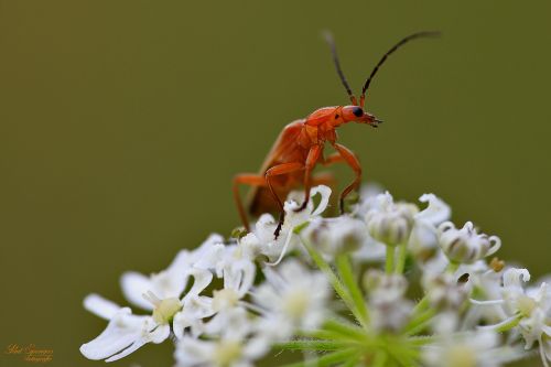 bug macro insects