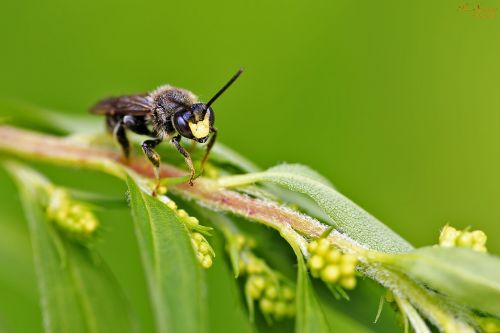 bug wasp macro