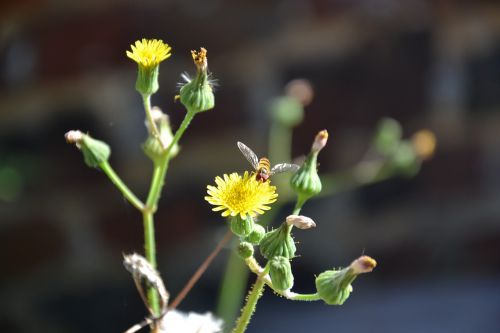 bug dandelion yellow