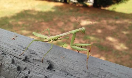 bug praying mantis mantis