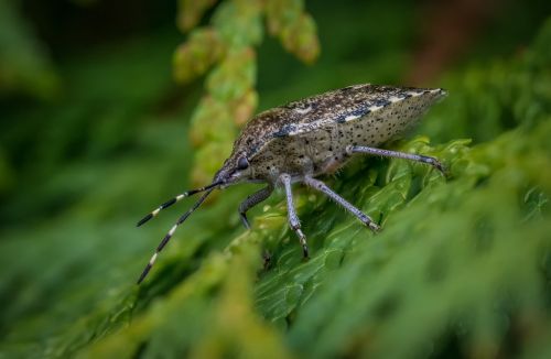 bug grey garden bug beetle