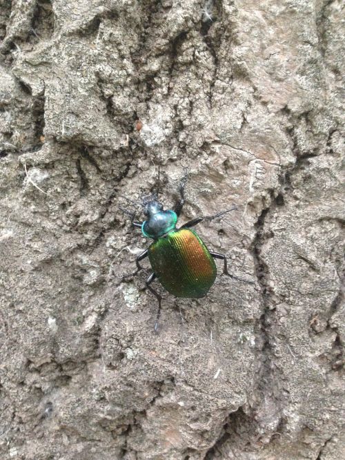 bug escarabajo insecto