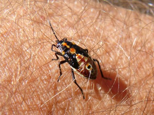 bug beetle insect