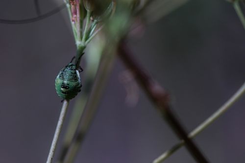 bug plant insect