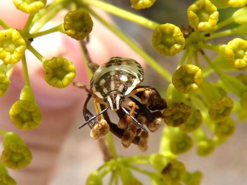 bug flower detail