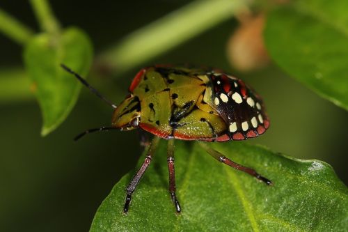 bug animals nymph of nezara viridula
