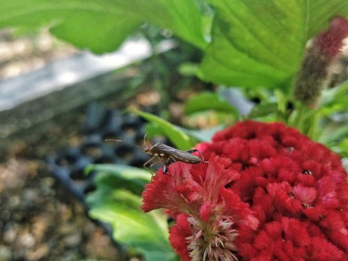 bug red flower nature