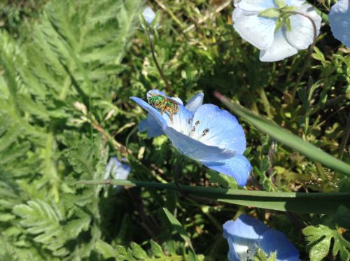 bug flower insect