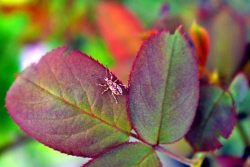 bug leaf eater rose leaf