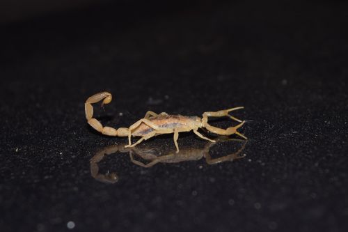 bug scorpion reflection
