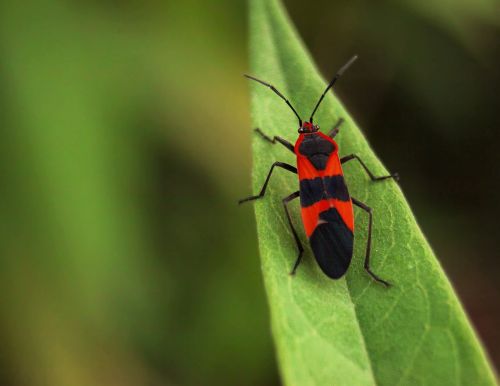 bug insect red