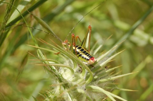 bug cricket green