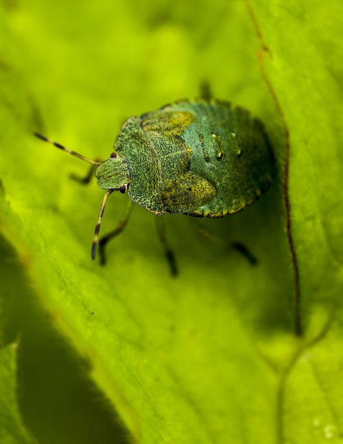bug green hello