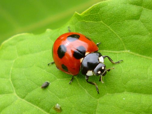 bug beetle natural