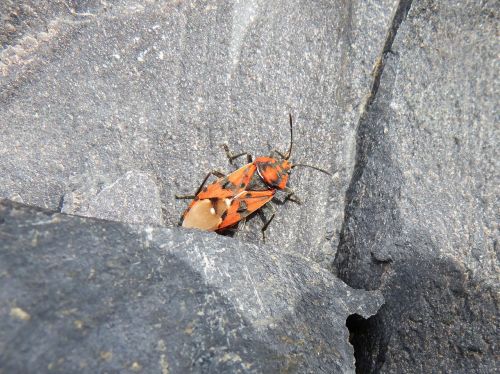 bug orange beetle rock