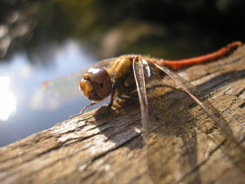 bug nature helicopter