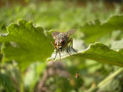 bug  housefly  fly