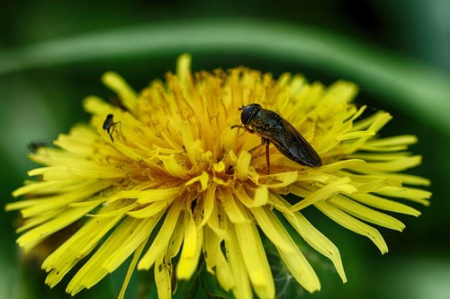 bug  spring flower  dandelion