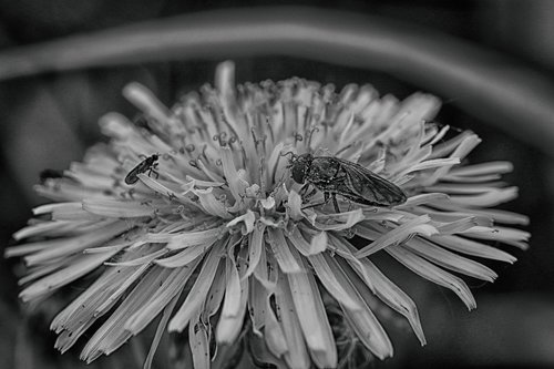 bug  spring flower  dandelion