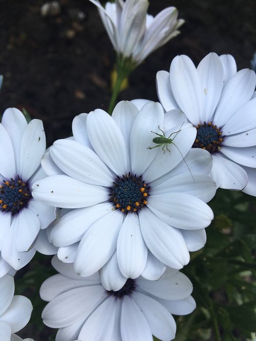 bug  white  flower