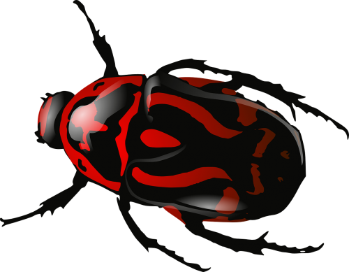 bug insect beetle